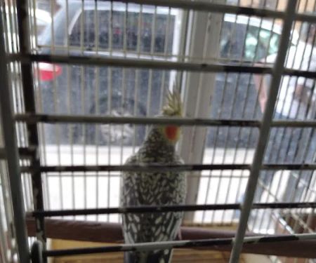 Pete's Bird Garden