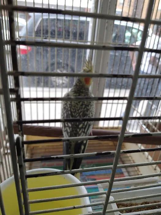 Pete's Bird Garden Picture 5