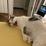 PAWS Northeast Spay/Neuter & Wellness Clinic