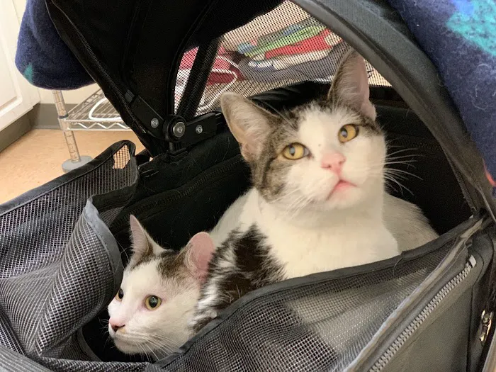 PAWS Northeast Spay/Neuter & Wellness Clinic Picture 4