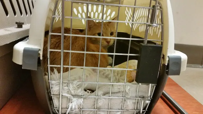 PAWS Northeast Spay/Neuter & Wellness Clinic Picture 7