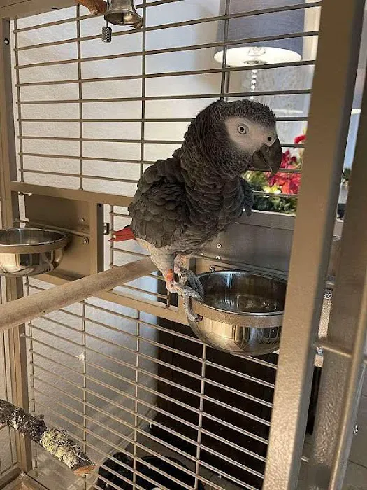 Vinny Parrots Home ,Buy African Grey Parrots Picture 8