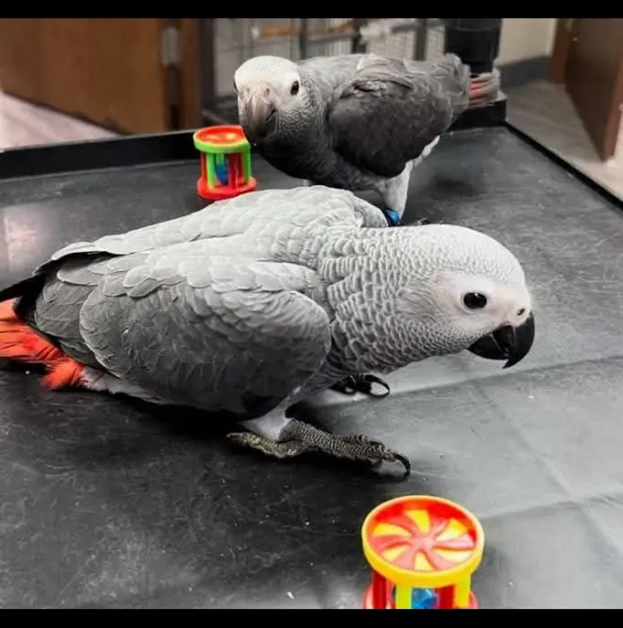 Vinny Parrots Home ,Buy African Grey Parrots Picture 7