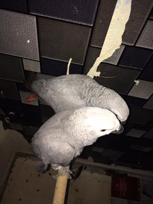 Vinny Parrots Home ,Buy African Grey Parrots Picture 1