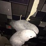 Vinny Parrots Home ,Buy African Grey Parrots