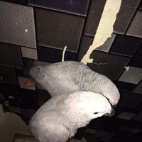 Vinny Parrots Home ,Buy African Grey Parrots ico