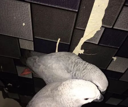 Vinny Parrots Home ,Buy African Grey Parrots