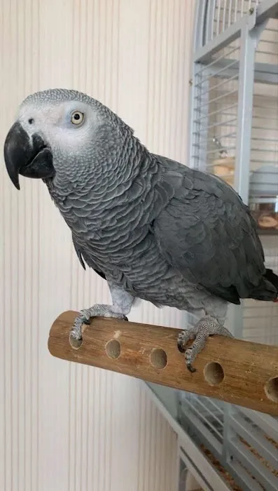 Vinny Parrots Home ,Buy African Grey Parrots Picture 6