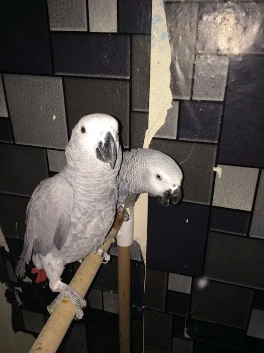 Vinny Parrots Home ,Buy African Grey Parrots Picture 3