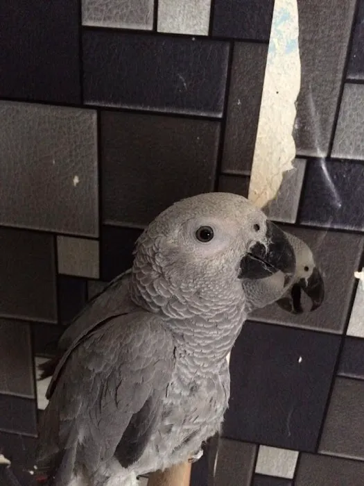 Vinny Parrots Home ,Buy African Grey Parrots Picture 5