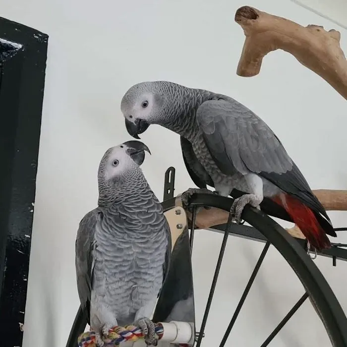 Vinny Parrots Home ,Buy African Grey Parrots Picture 2