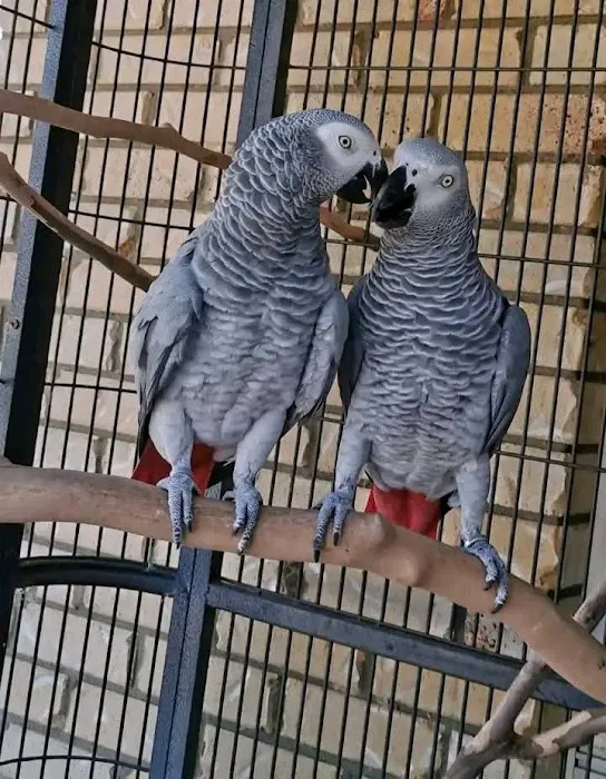 Vinny Parrots Home ,Buy African Grey Parrots Picture 10