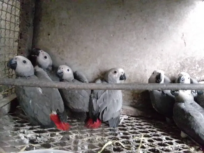 Vinny Parrots Home ,Buy African Grey Parrots Picture 9