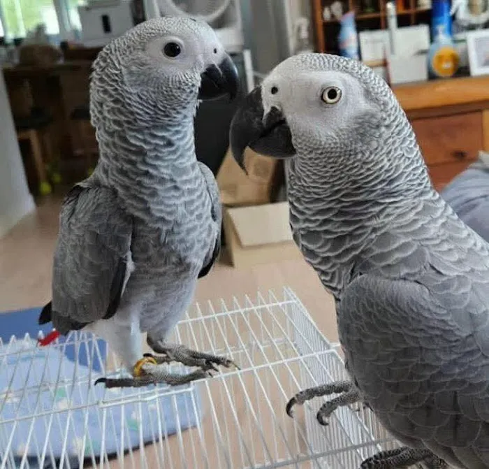 Vinny Parrots Home ,Buy African Grey Parrots Picture 4