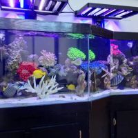 Father Natures Aquarium Services ico