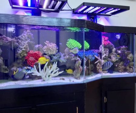Father Natures Aquarium Services