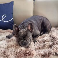 Hopewell Veterinary Hospital ico