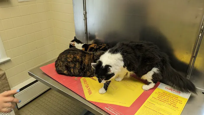 Hopewell Veterinary Hospital Picture 3