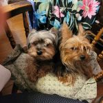 Mt Airy Animal Hospital