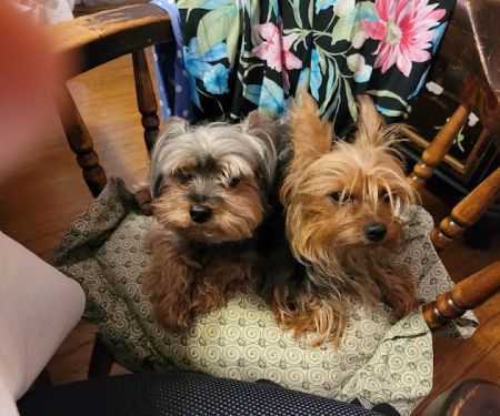 Mt Airy Animal Hospital