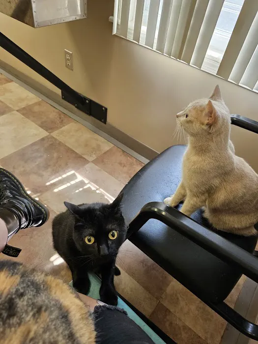 Mt Airy Animal Hospital Picture 2