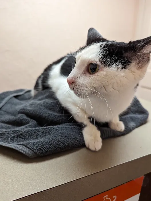 Chestnut Hill Cat Clinic Picture 4