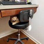 Chestnut Hill Cat Clinic