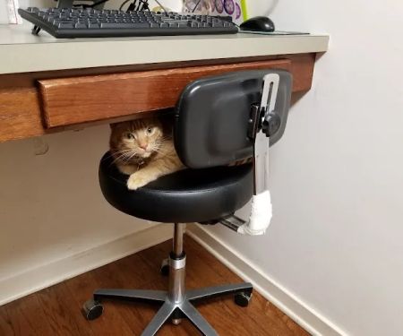 Chestnut Hill Cat Clinic