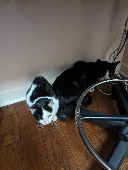 Chestnut Hill Cat Clinic Picture 2