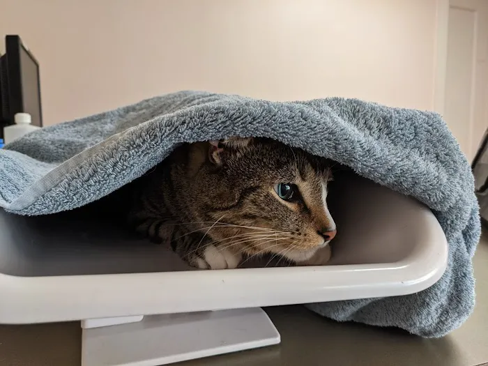 Chestnut Hill Cat Clinic Picture 6