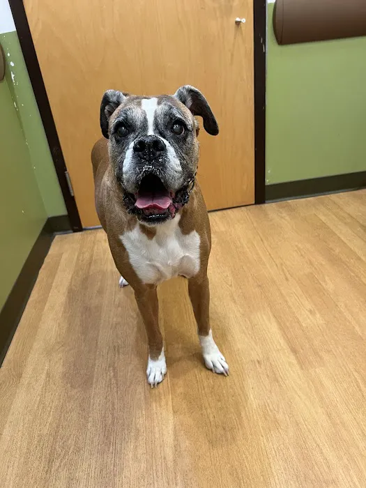 The Animedic Veterinary Hospital Picture 6