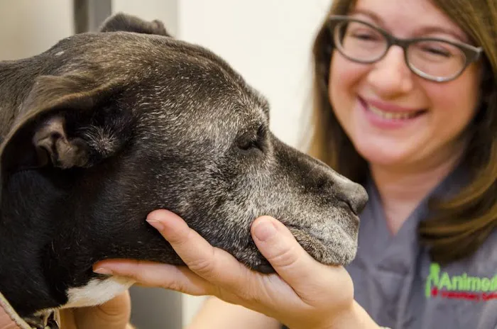 The Animedic Veterinary Hospital Picture 1
