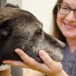 The Animedic Veterinary Hospital