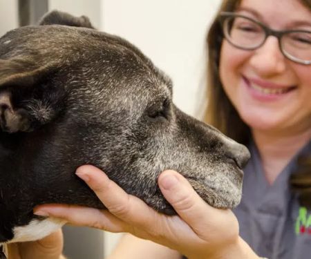 The Animedic Veterinary Hospital