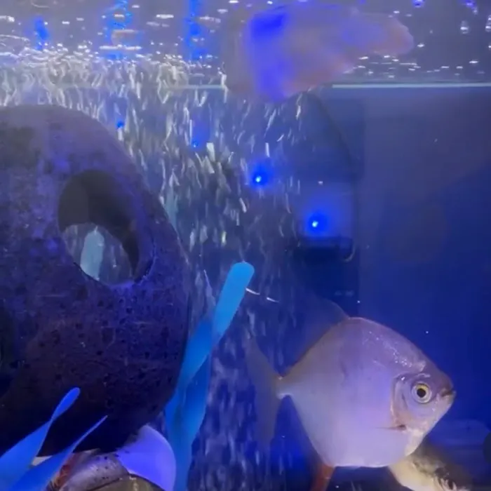 COSMO AQUARIUM Fish Store Picture 4