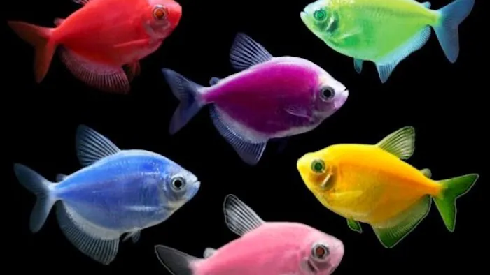 COSMO AQUARIUM Fish Store Picture 1