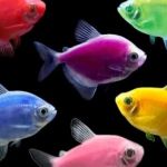 COSMO AQUARIUM Fish Store