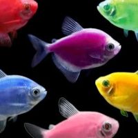 COSMO AQUARIUM Fish Store ico