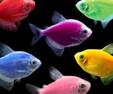 COSMO AQUARIUM Fish Store