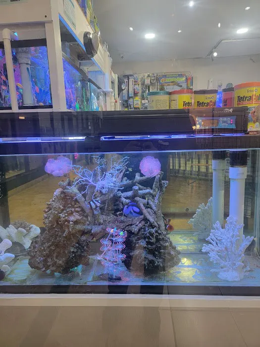 COSMO AQUARIUM Fish Store Picture 3