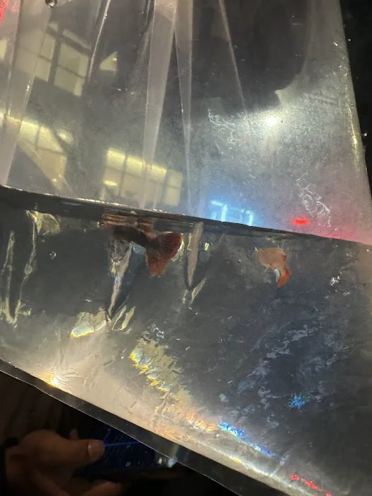 COSMO AQUARIUM Fish Store Picture 5