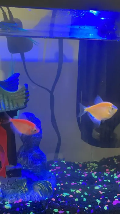 COSMO AQUARIUM Fish Store Picture 6