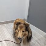 Wissahickon Creek Veterinary Hospital