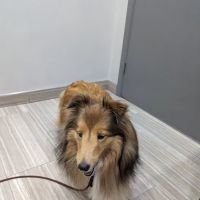 Wissahickon Creek Veterinary Hospital ico