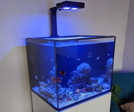 Reef Ryders Aquarium Service and Maintenance