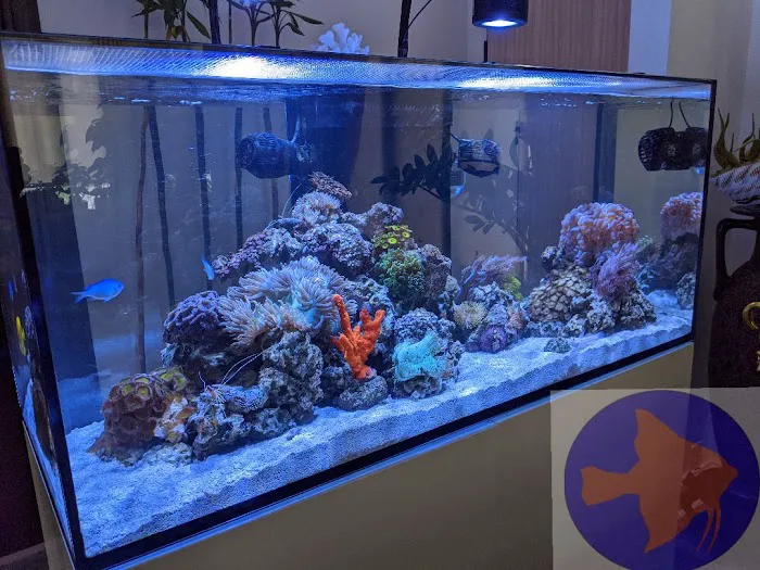 Reef Ryders Aquarium Service and Maintenance Picture 8