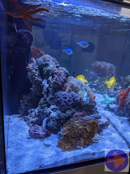 Reef Ryders Aquarium Service and Maintenance Picture 9
