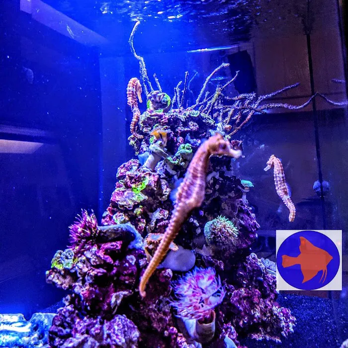 Reef Ryders Aquarium Service and Maintenance Picture 4