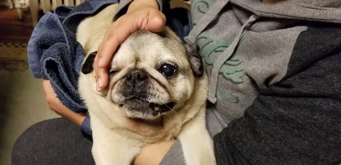 Rau Animal Hospital Picture 2