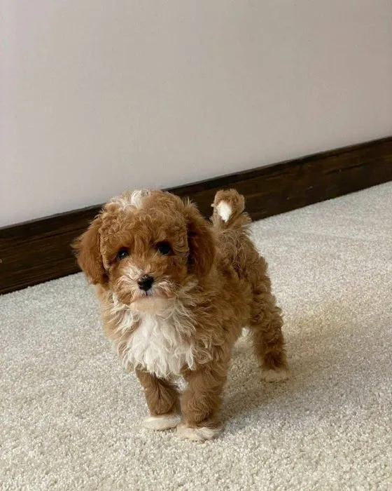 Teacup Maltipoo Puppies For sale Picture 6